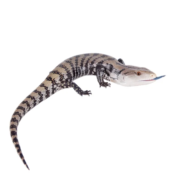 Indonesian Blue-tongued Skink on white — Stock Photo, Image