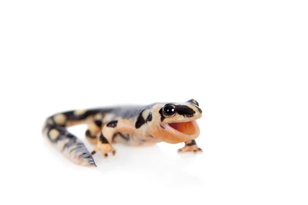 Kaisers spotted newt isolated on white — Stock Photo, Image