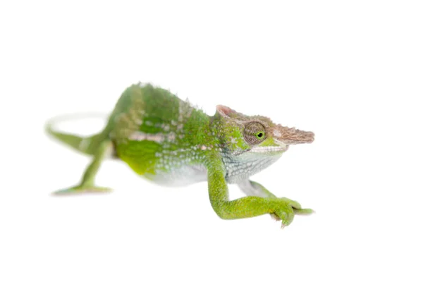 Fischers chameleon, Kinyongia fischeri on white — Stock Photo, Image