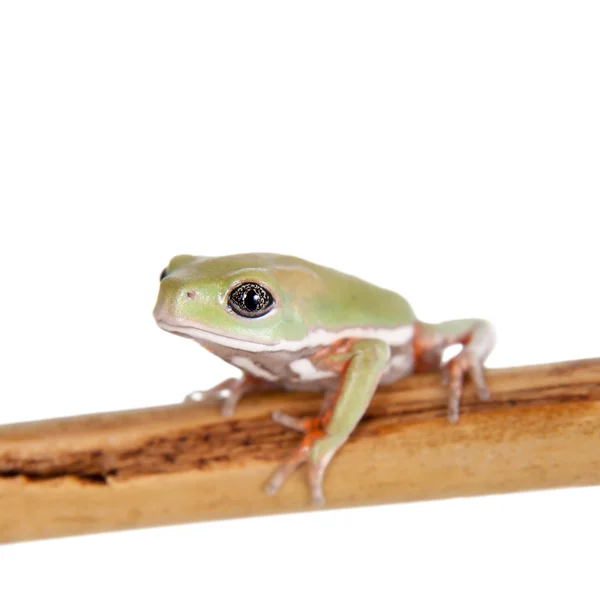 Waxy Monkey Leaf Frog su sfondo bianco — Foto Stock