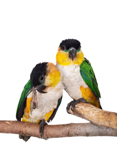 The black-headed caique, Pionites melanocephalus, on white — Stock Photo, Image