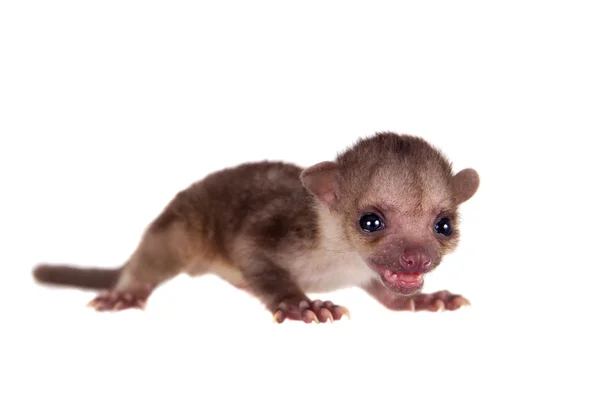 Kinkajou, Potos flavus, 2 mounth gamla baby på vit — Stockfoto