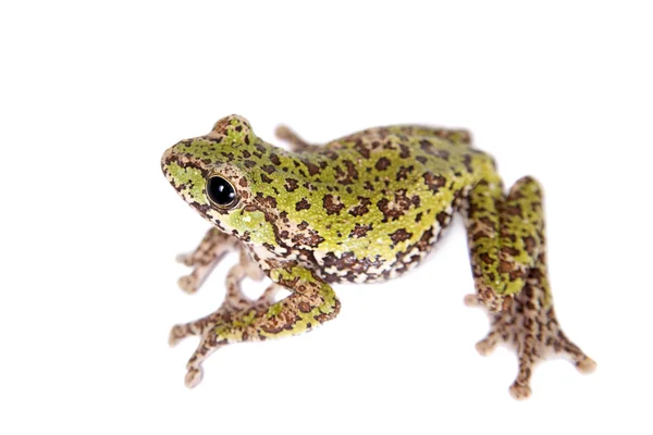 Polypedates duboisi, flying tree frog on white — Stock Photo, Image