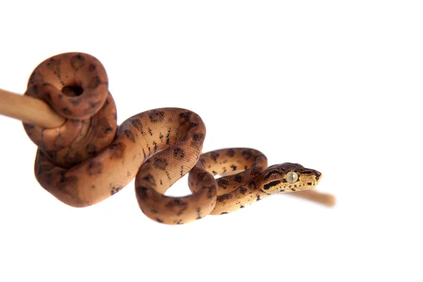 Vermelho Amazônia árvore boa, 7 dias de idade, isolado em branco — Fotografia de Stock