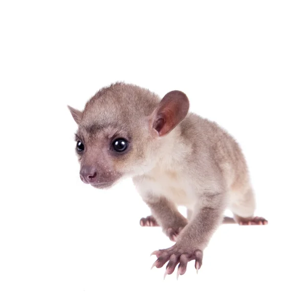 Kinkajou, Potos flavus, 3 bebê montanhoso em branco — Fotografia de Stock