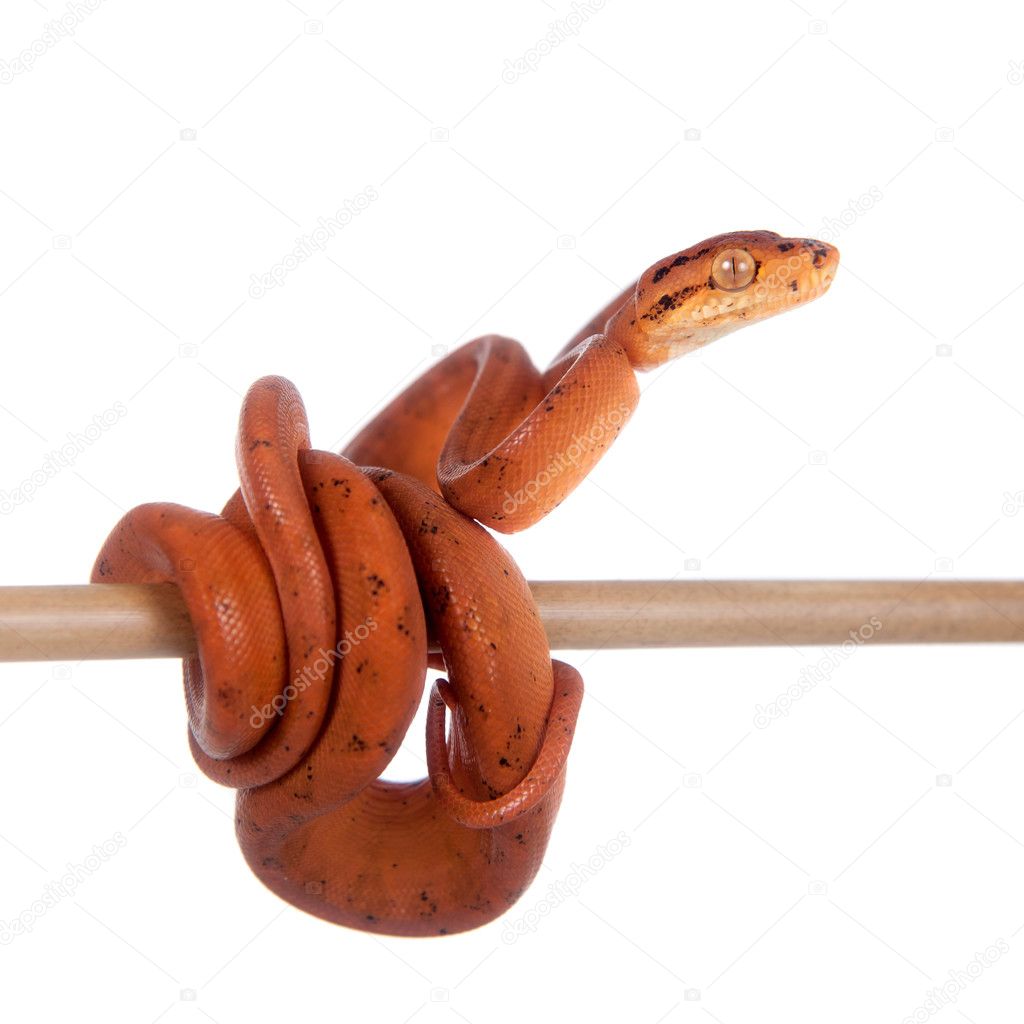 Red Amazon tree boa, 7 days old, isolated on white