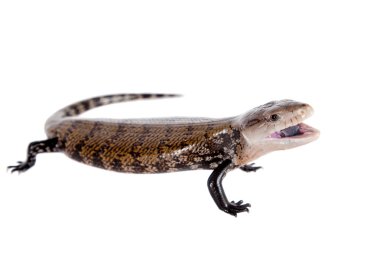 Doğu mavi dilli skink beyaz