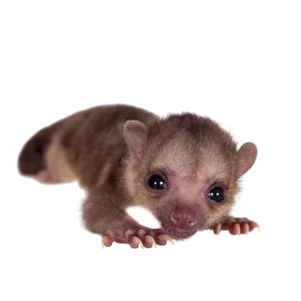 Kinkajou, Potos flavus, 2 mounth gamla baby på vit — Stockfoto