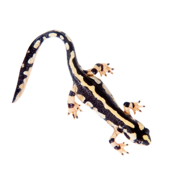 Kaisers spotted newt isolated on white — Stock Photo, Image