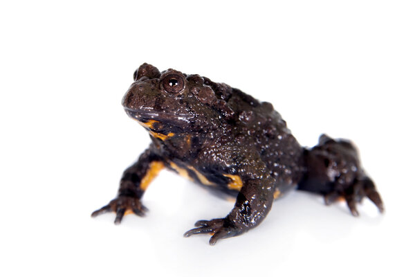 Хубэй каминный жаба, Bombina microdeladigitora, на белом
