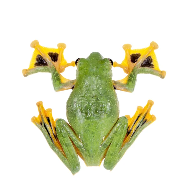 Grenouille arborescente à sangle noire isolée sur blanc — Photo