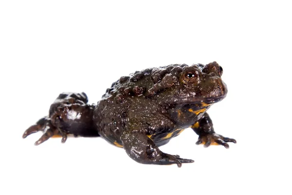 Hubei firebelly Toad, Bombina microdeladigitora, sobre branco — Fotografia de Stock