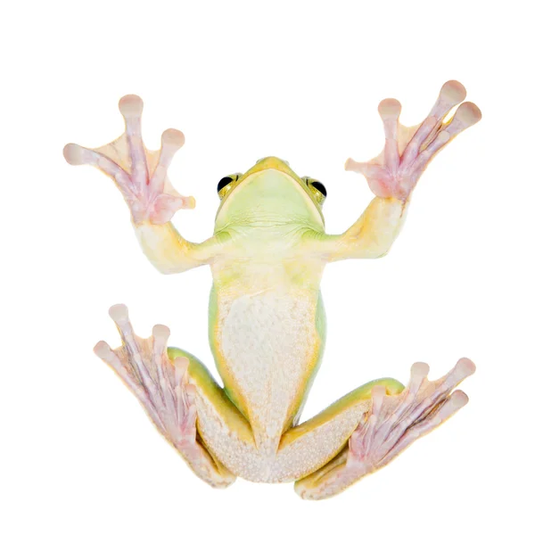 Riesenfeen fliegen Laubfrosch frisst eine Heuschrecke auf weiß — Stockfoto