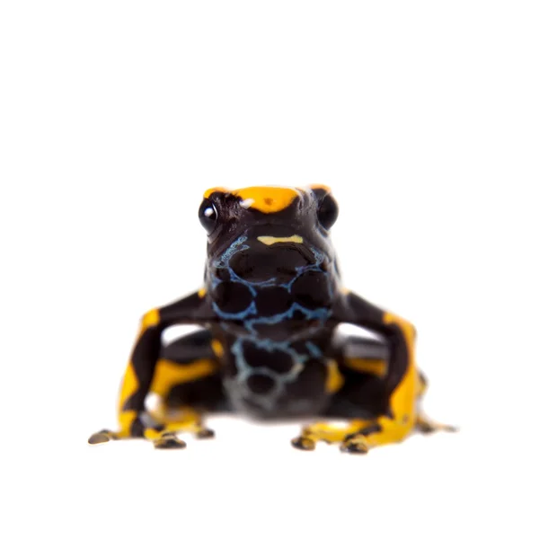 Boyama, Alanis zehirli ok kurbağası, Dendrobates tinctorius, beyaz — Stok fotoğraf