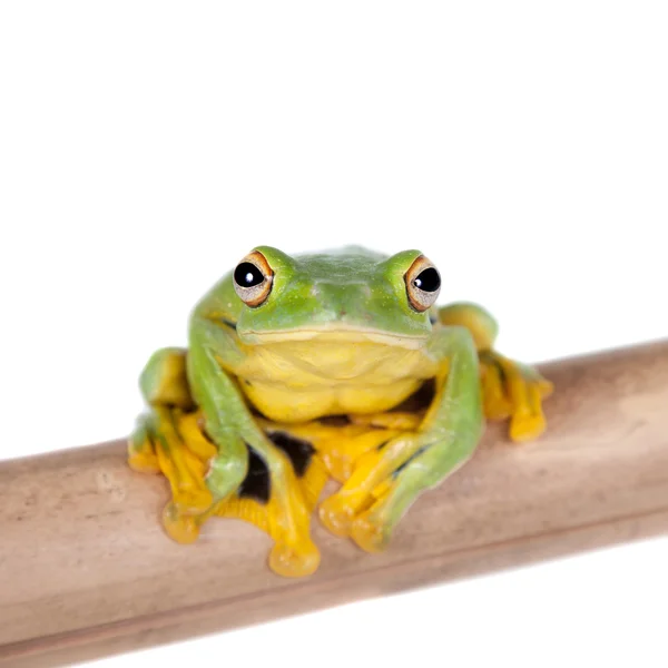 Schwarzes Netz fliegender Laubfrosch isoliert auf Weiß — Stockfoto