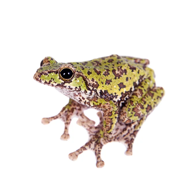 Polypedates duboisi, voando rã árvore em branco — Fotografia de Stock