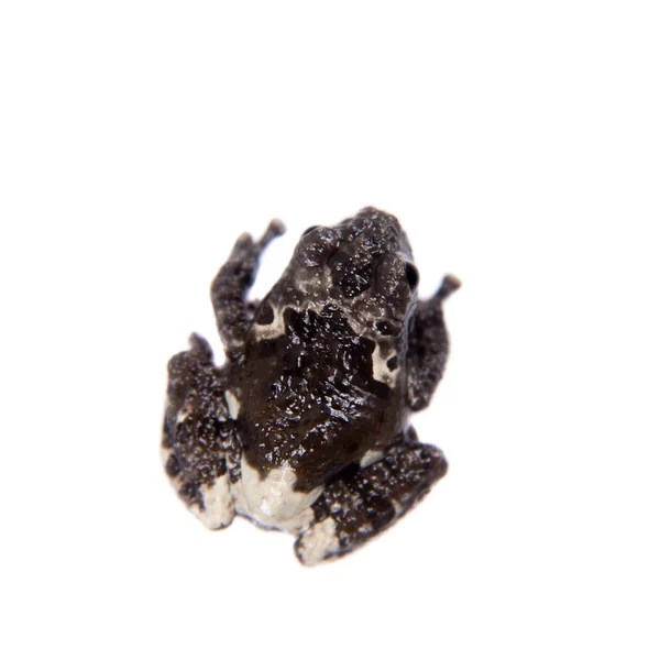 Ster mossy frogling, Theloderma stellatum, op wit — Stockfoto