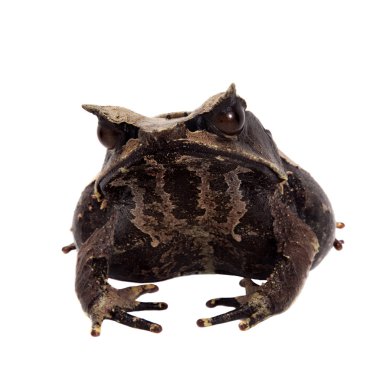 Beyaz uzun burunlu boynuzlu kurbağa