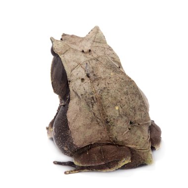 Beyaz uzun burunlu boynuzlu kurbağa