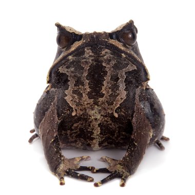 Beyaz uzun burunlu boynuzlu kurbağa