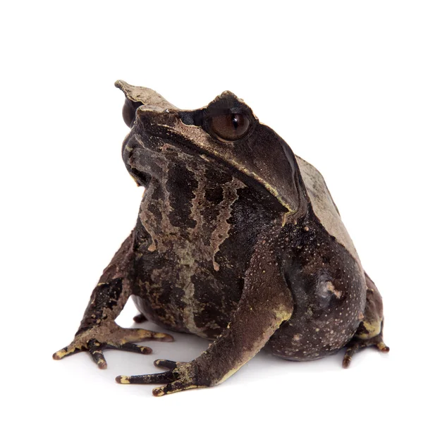 The long-nosed horned frog on white — Stock Photo, Image