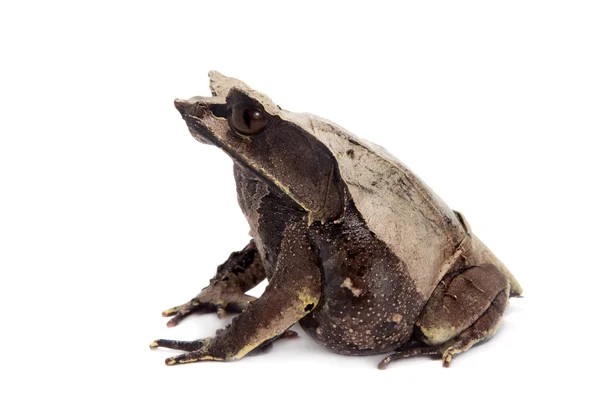 La grenouille à cornes à long nez sur blanc — Photo