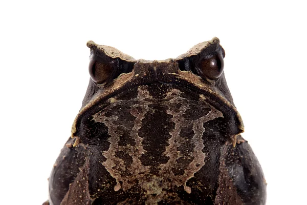 La grenouille à cornes à long nez sur blanc — Photo