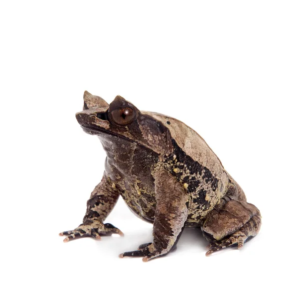 La grenouille à cornes à long nez sur blanc — Photo