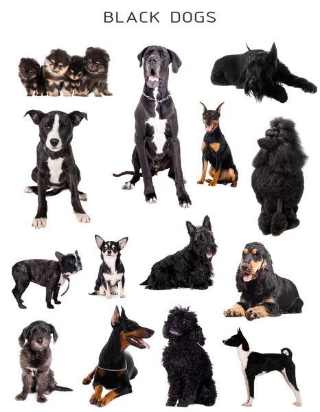 Чёрные собаки на белом — стоковое фото