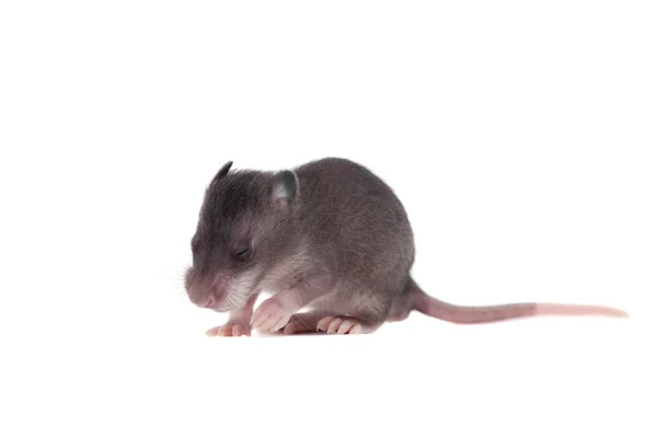 Гамбийская пушистая крыса, 3 недели, белая — стоковое фото