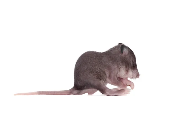 Ratto marsupio gambiano, 3 settimane, su bianco — Foto Stock