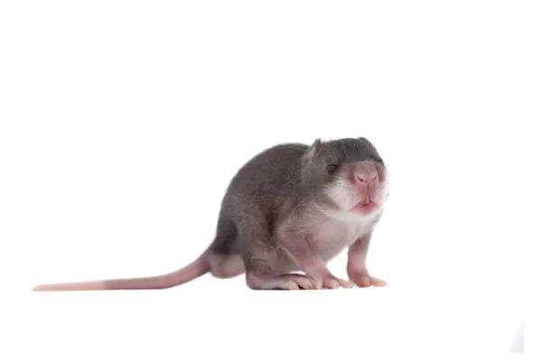 Rat Gambien poché, 3 semaines, sur blanc — Photo