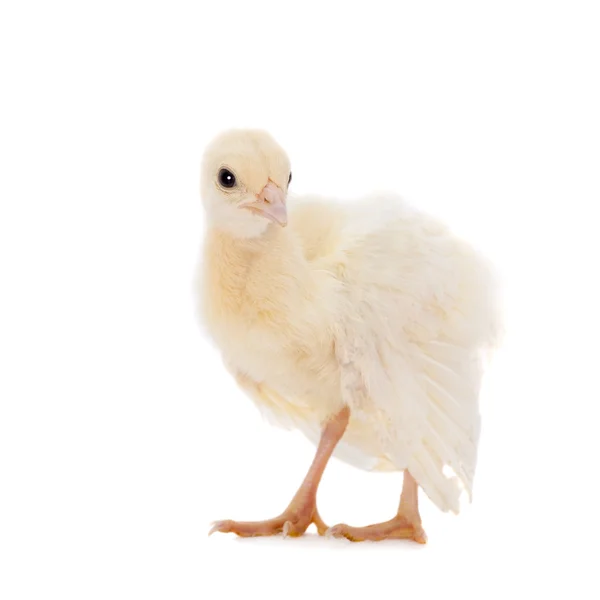 Frango de pavão indiano em branco — Fotografia de Stock