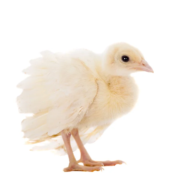 Frango de pavão indiano em branco — Fotografia de Stock