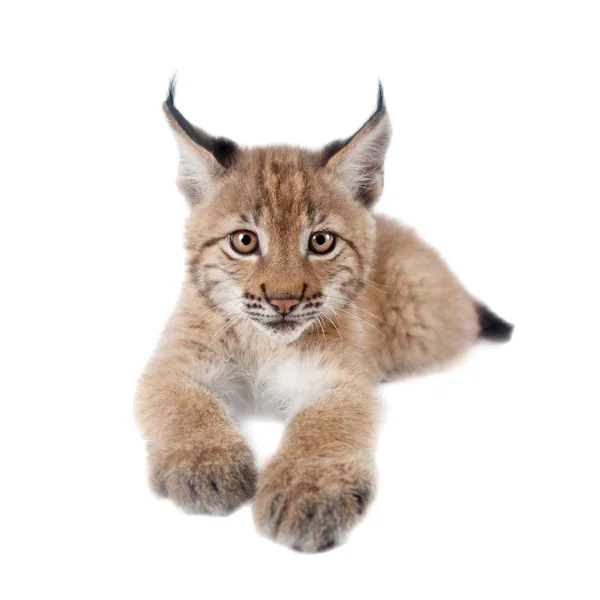 Euraziatische Lynx cub op wit — Stockfoto