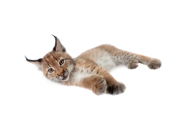 Eurasian Lynx cub on white — Stock Photo, Image