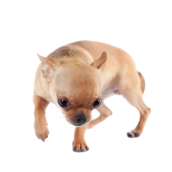 Chihuahua, 7 månader gammal, på den vita bakgrunden — Stockfoto