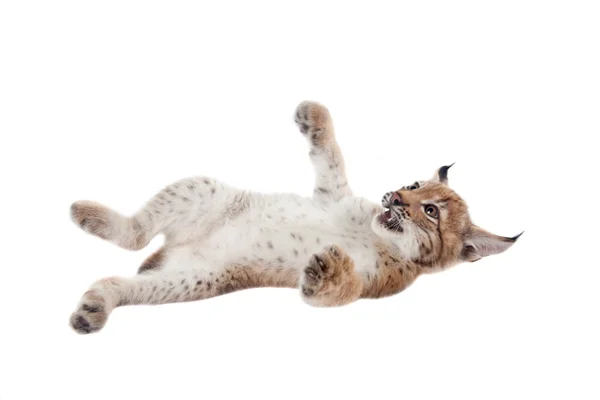 Eurasian Lynx cub on white — Stock Photo, Image