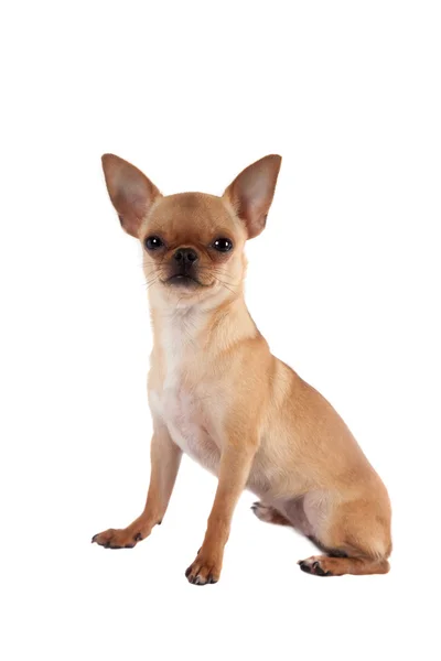 Chihuahua, 7 månader gammal, på den vita bakgrunden — Stockfoto