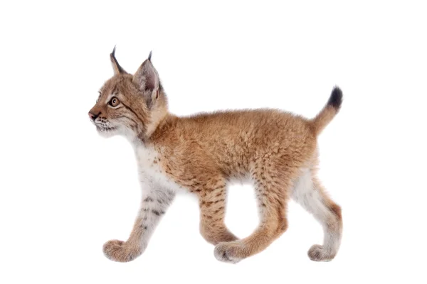 Eurasian Lynx cub on white — Stock Photo, Image