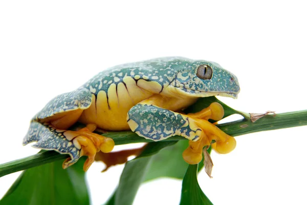 La rana de árbol de flecos en blanco —  Fotos de Stock