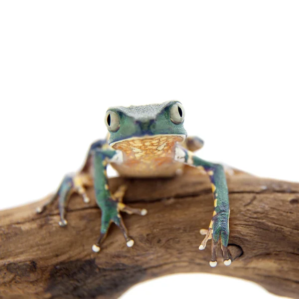 Gemeenschappelijke walking blad kikker geïsoleerd op witte achtergrond — Stockfoto