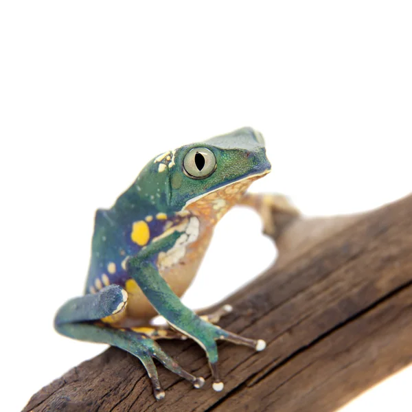 Common walking leaf frog isolated on white background — Stock Photo, Image