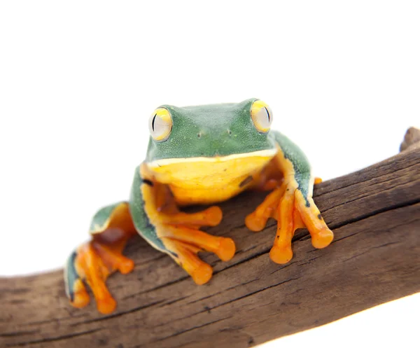 La splendide grenouille des feuilles sur blanc — Photo