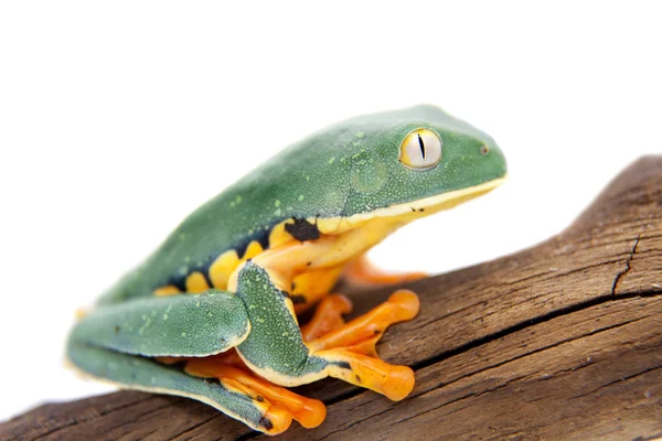 Der prächtige Laubfrosch auf weißem Grund — Stockfoto