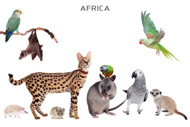 Afrika hayvanlar üzerinde beyaz