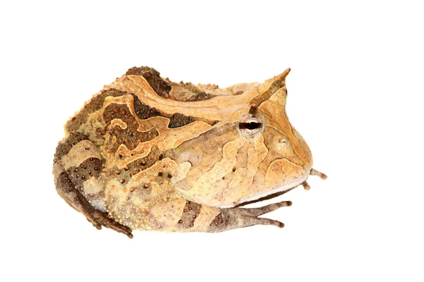 The Surinam horned frog isolated on white — Stock Photo, Image