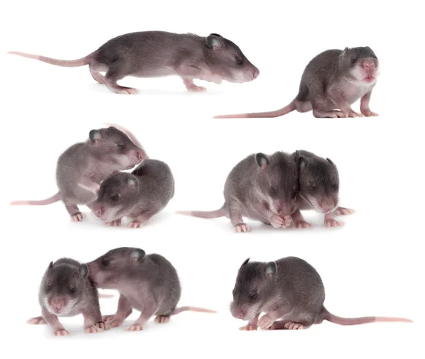Ensemble de rats pochés gambiens, 3 semaines, sur blanc — Photo