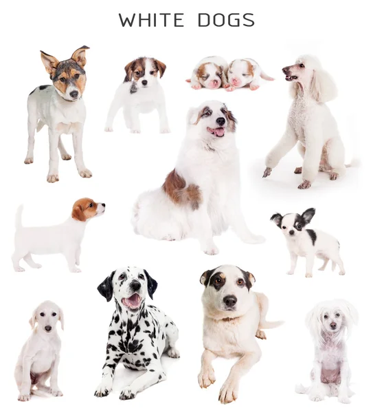Witte honden set — Stockfoto