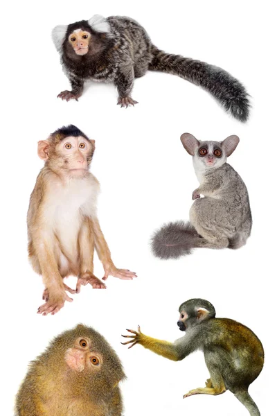 Primates set on white — Stock Photo, Image